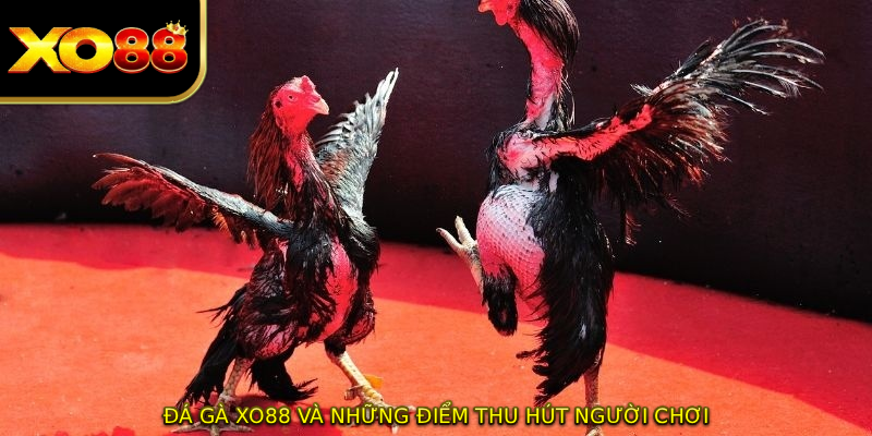 ĐÁ GÀ XO88 và những điểm thu hút người chơi