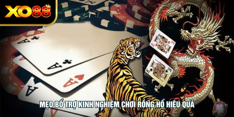 Mẹo bổ trợ kinh nghiệm chơi rồng hổ hiệu quả